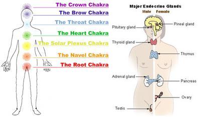 seven-chakras-endocrine-gland